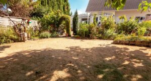 Signs that Your Lawn Needs Care Maintenance Lawn Needs