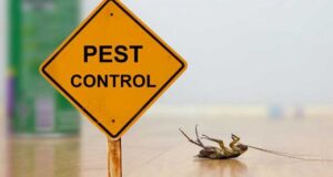 How to Prevent a Rodent Infestation from Your House in Round Rock, TX? Pest Control