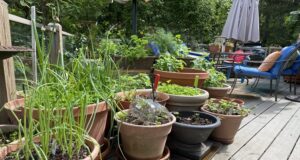 Innovative Garden Container Ideas for Modern Homes Garden Container