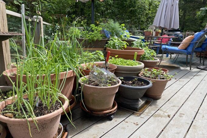 Garden Container Garden Container